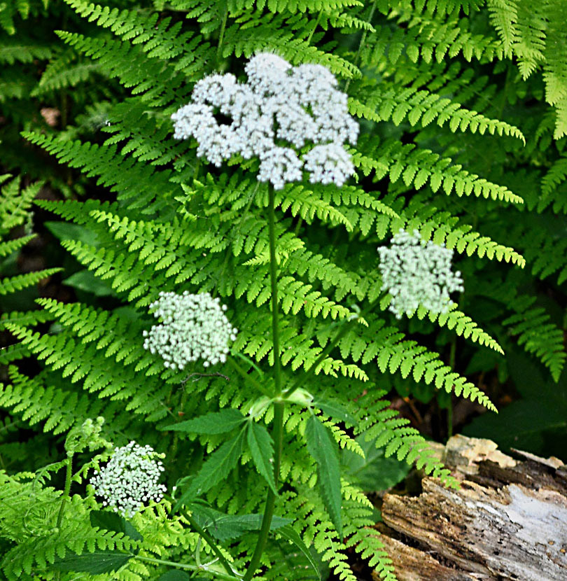 Hairy Angelica flower stalk