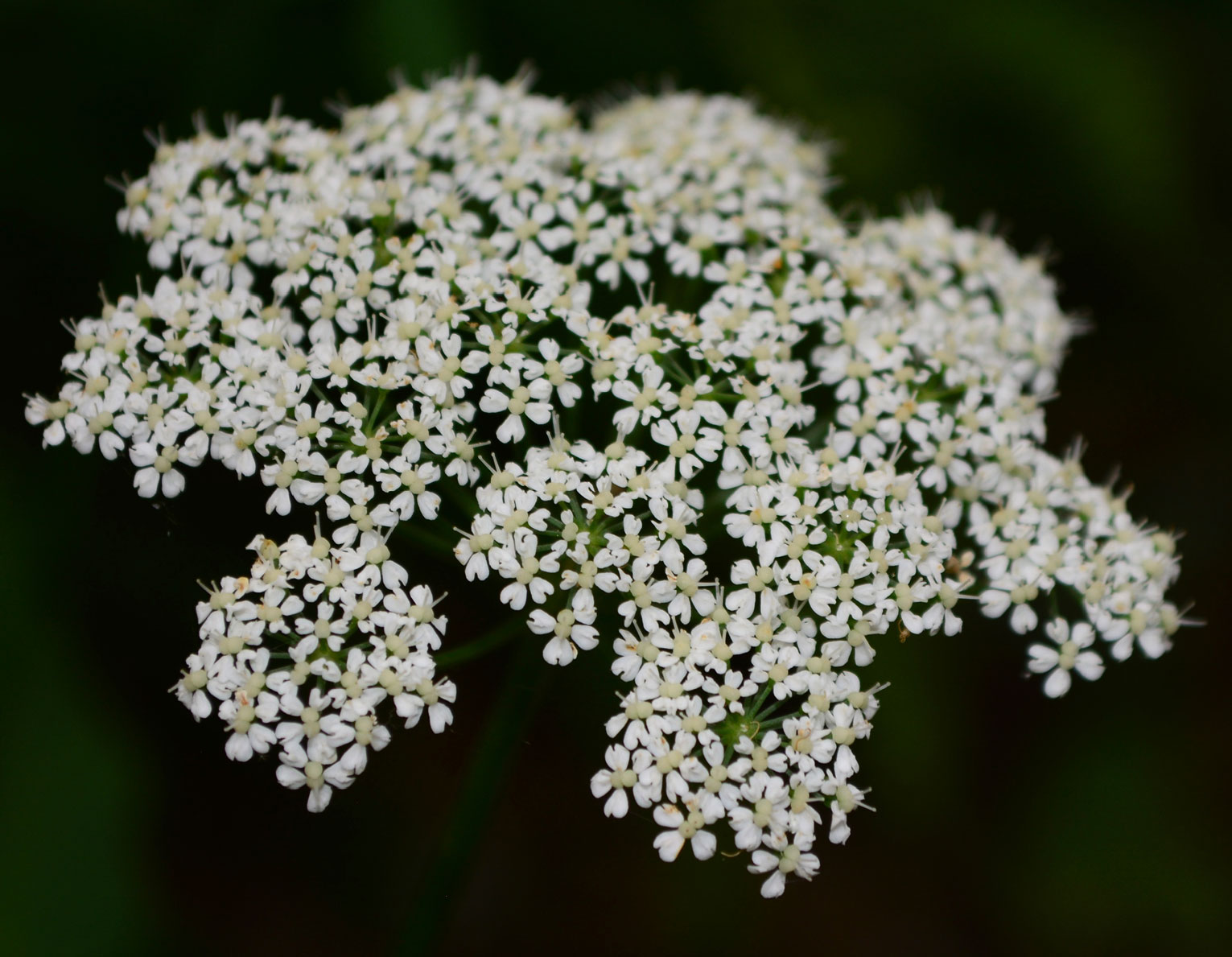 Hairy Angelica flowers