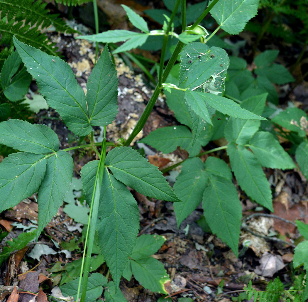 Hairy Angelica leaves