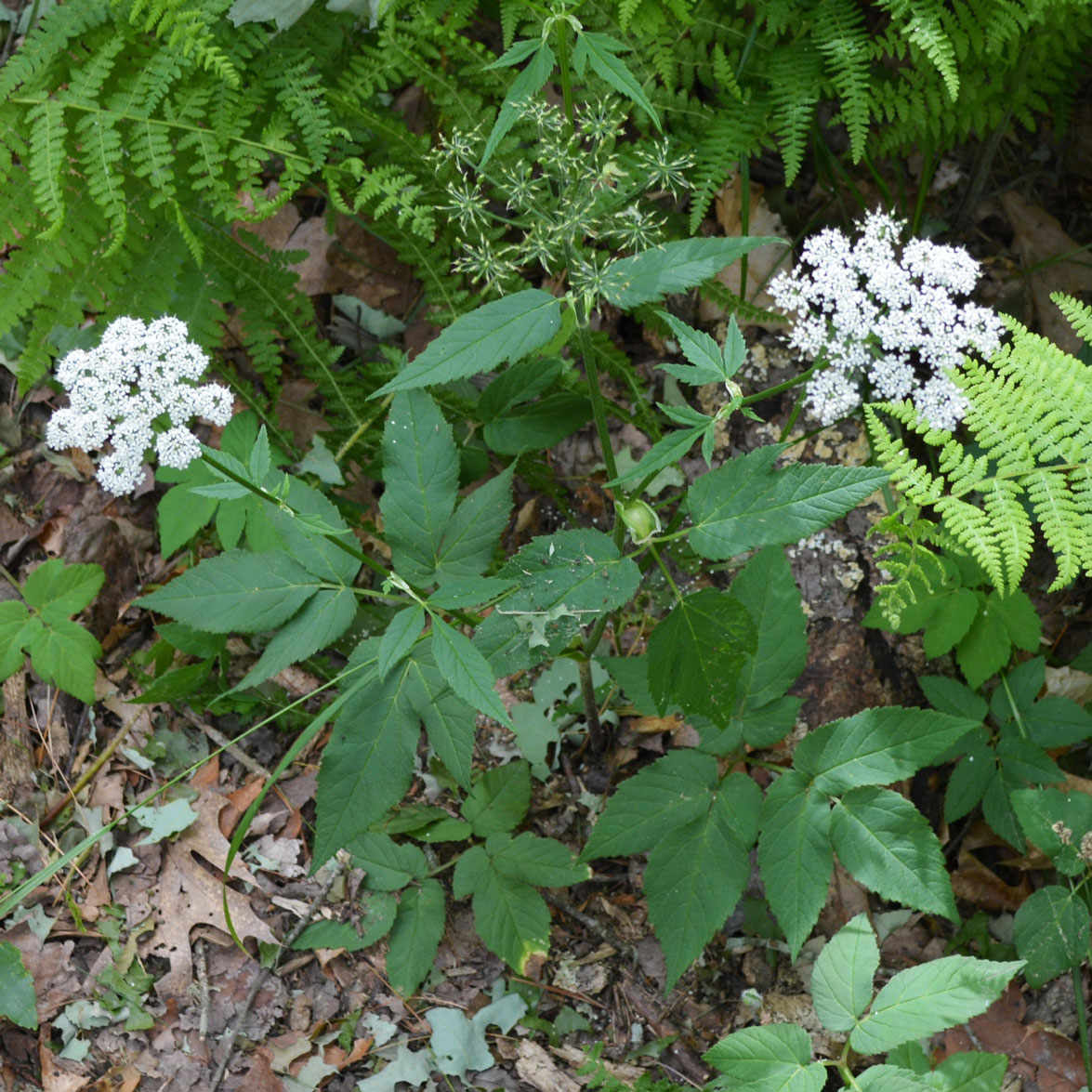 Hairy Angelica plant