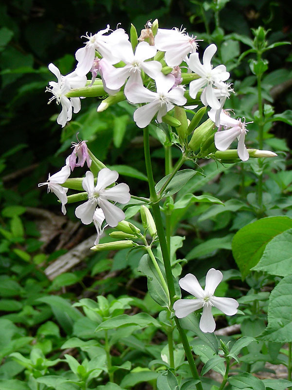 Bouncing-Bet, Soapwort