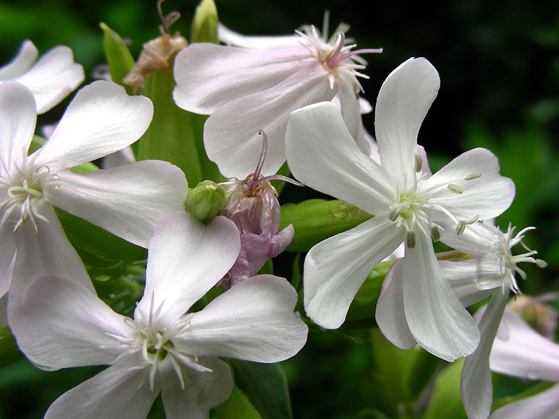Soapwort flowers