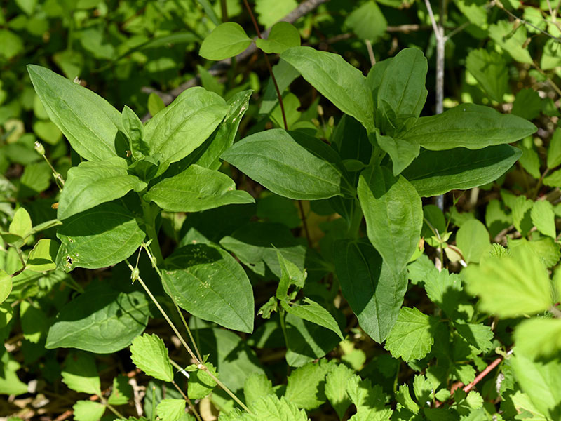 Soapwort plant