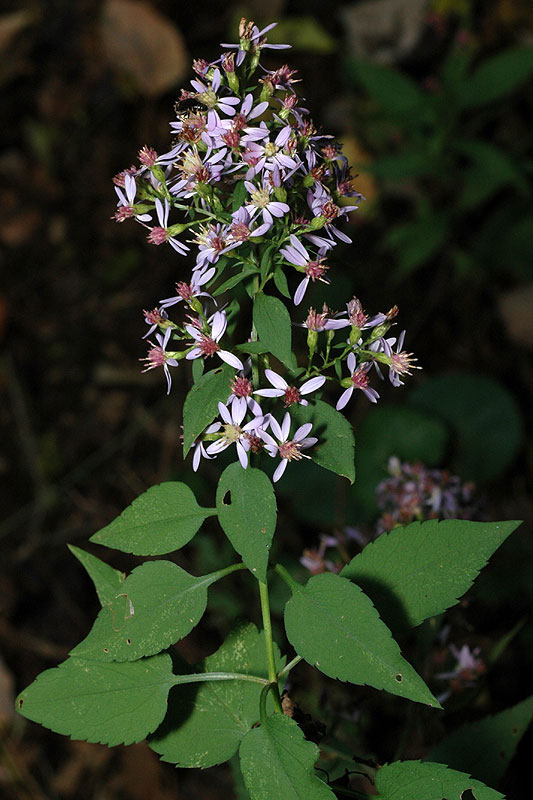 Heart-leaved Aster flower stalk