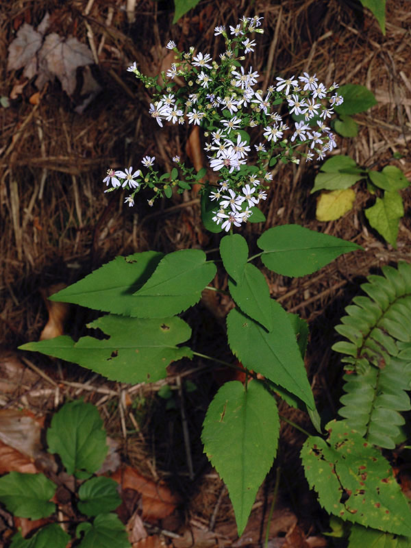 Heart-leaved Aster