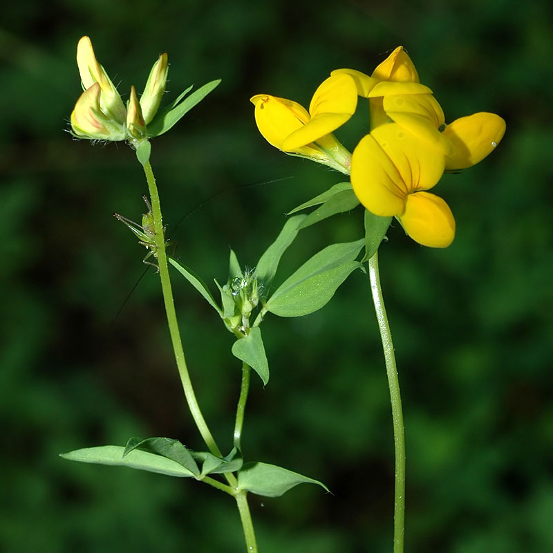 Birdsfoot-trefoil