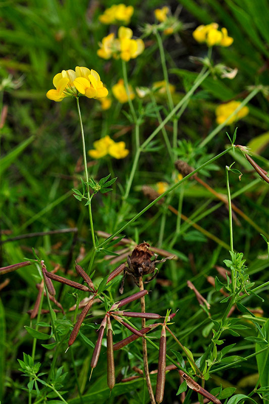 Birdsfoot -trefoil plant