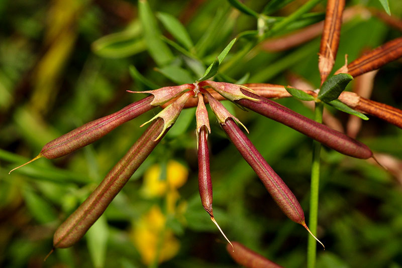 Birdsfoot-trefoil seeds