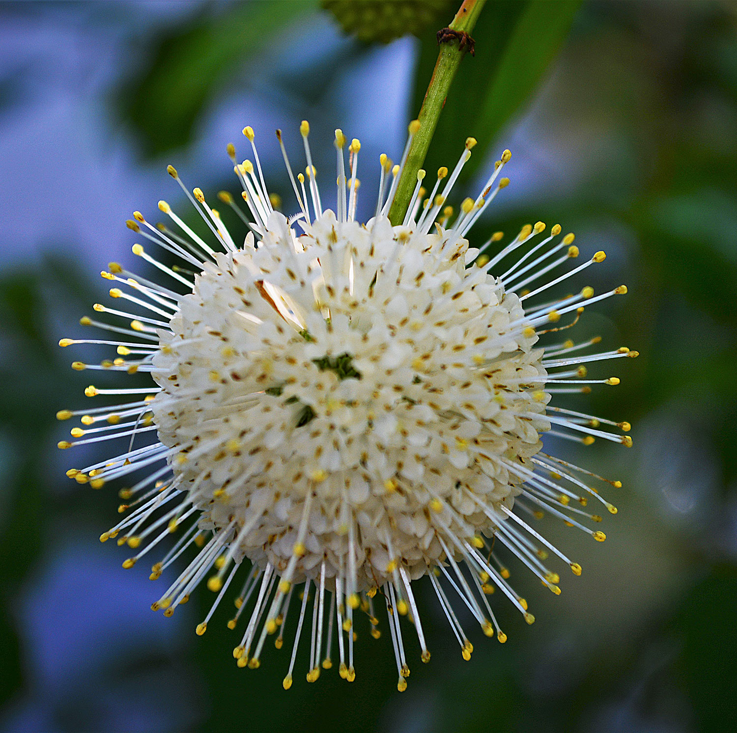 Buttonbush flower head