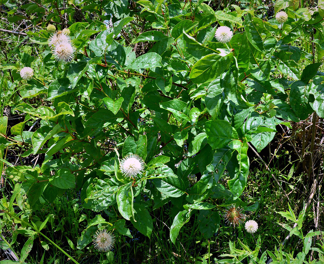 Buttonbush