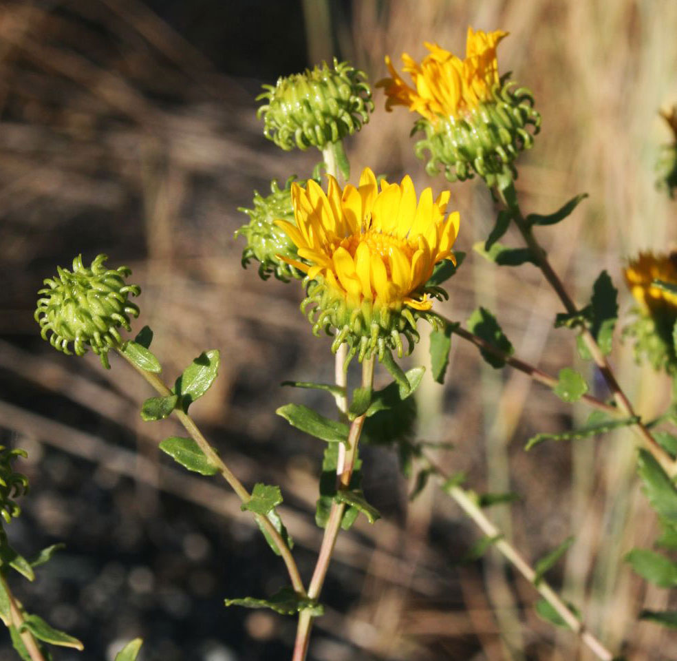 Curly-top Gumweed bracts