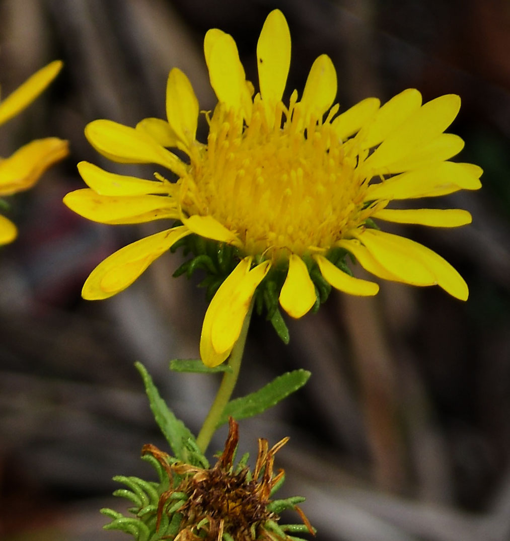 Curly-top Gumweed flower