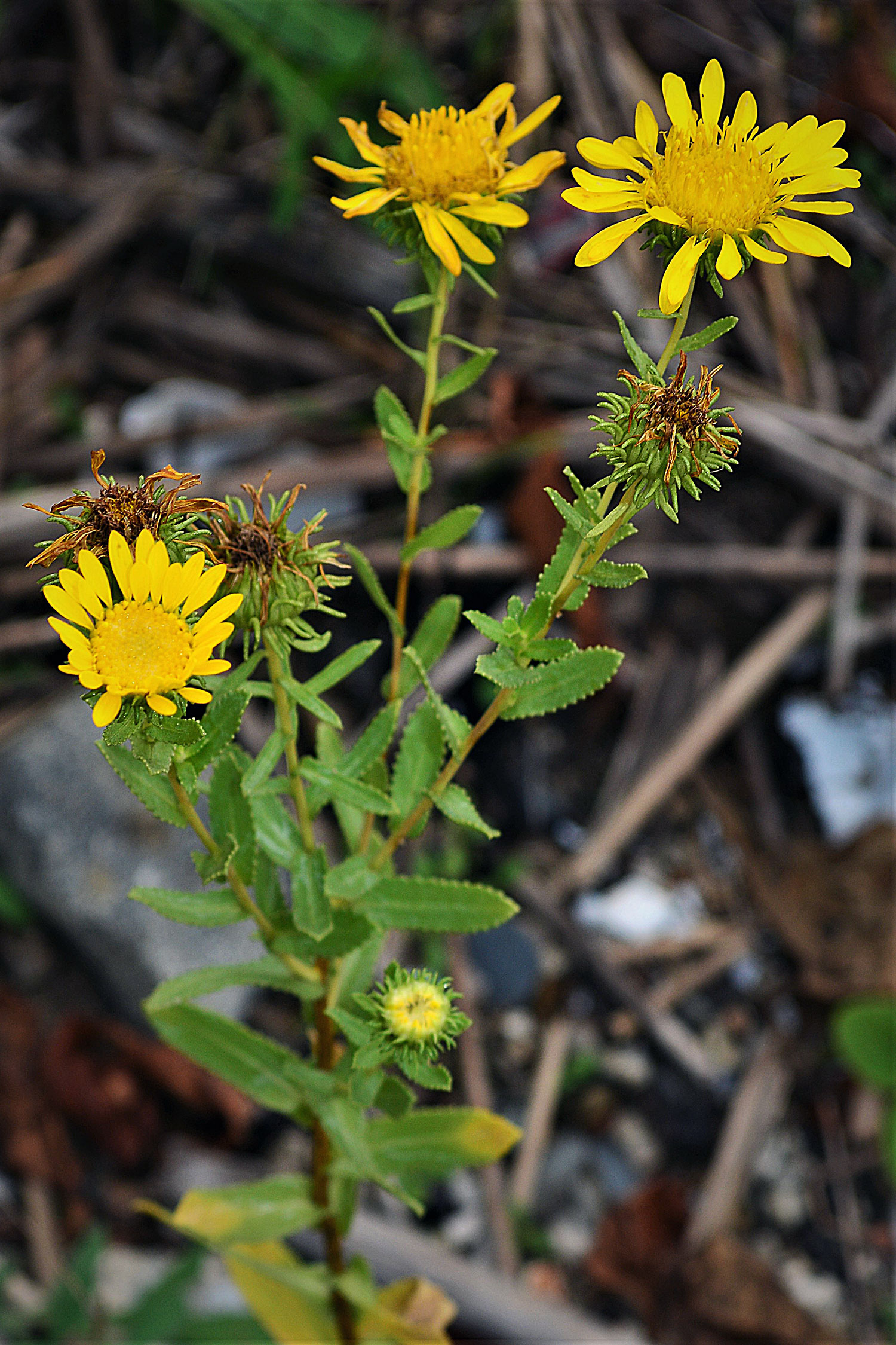 Curly-top Gumweed, Tarweed