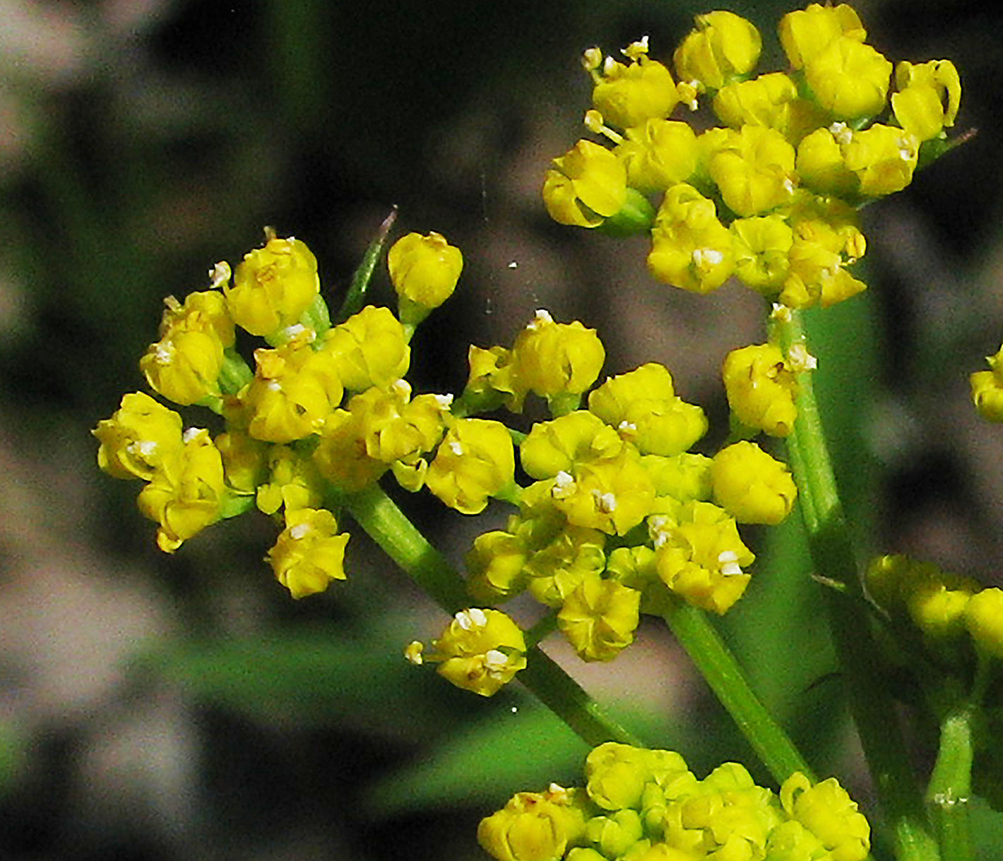 Golden Alexanders flowers