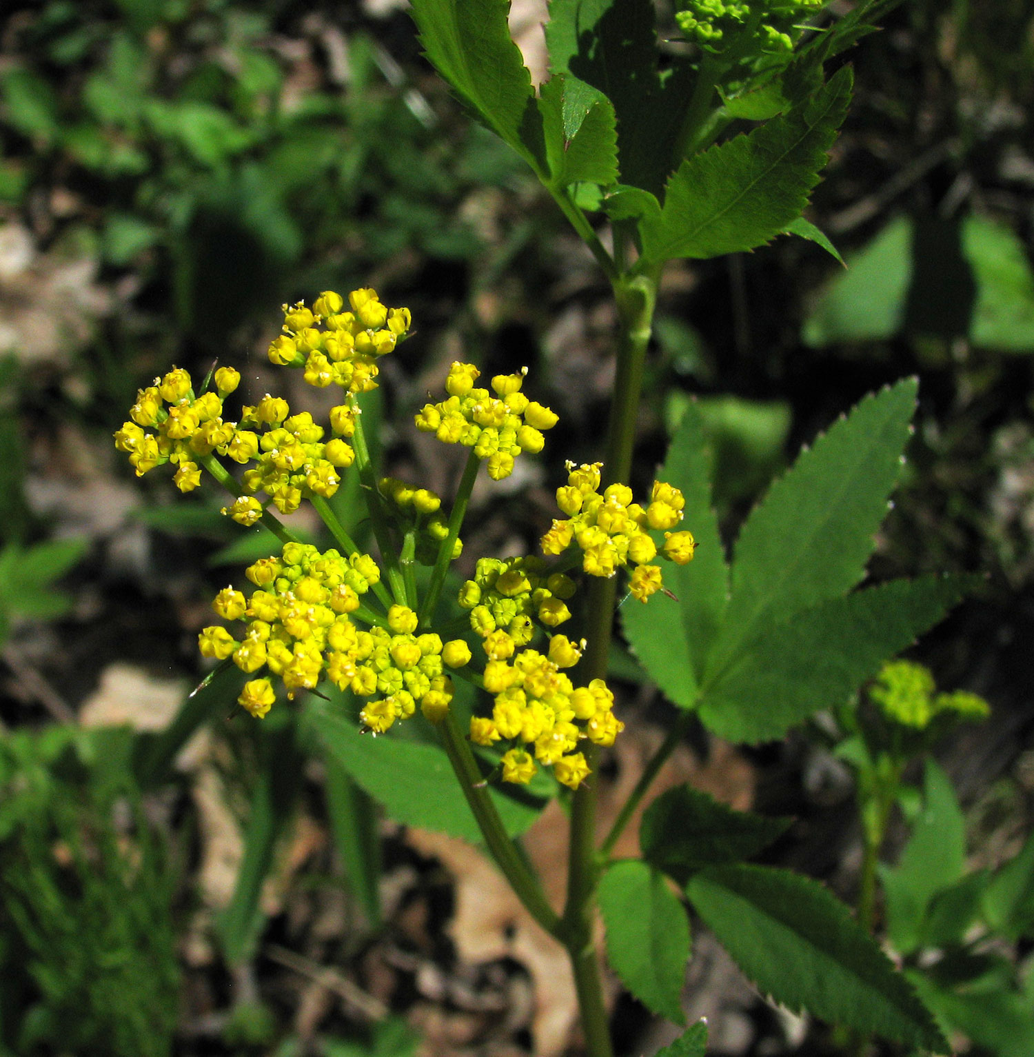 Golden Alexanders flower head