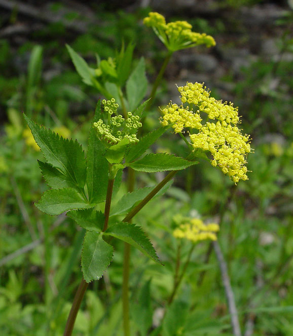 Golden Alexanders flower stalk