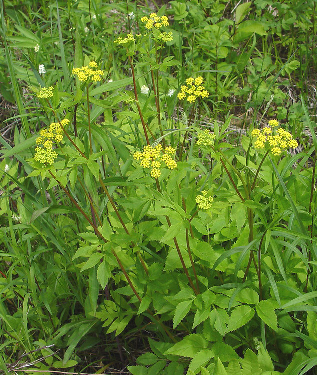 Golden Alexanders plant