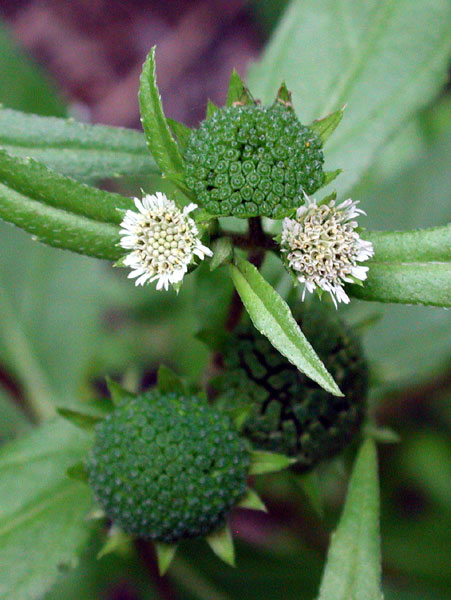 False Aster flowers