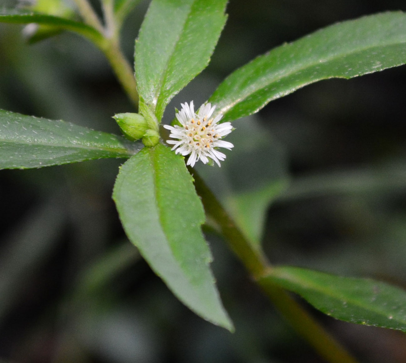 False Aster close up