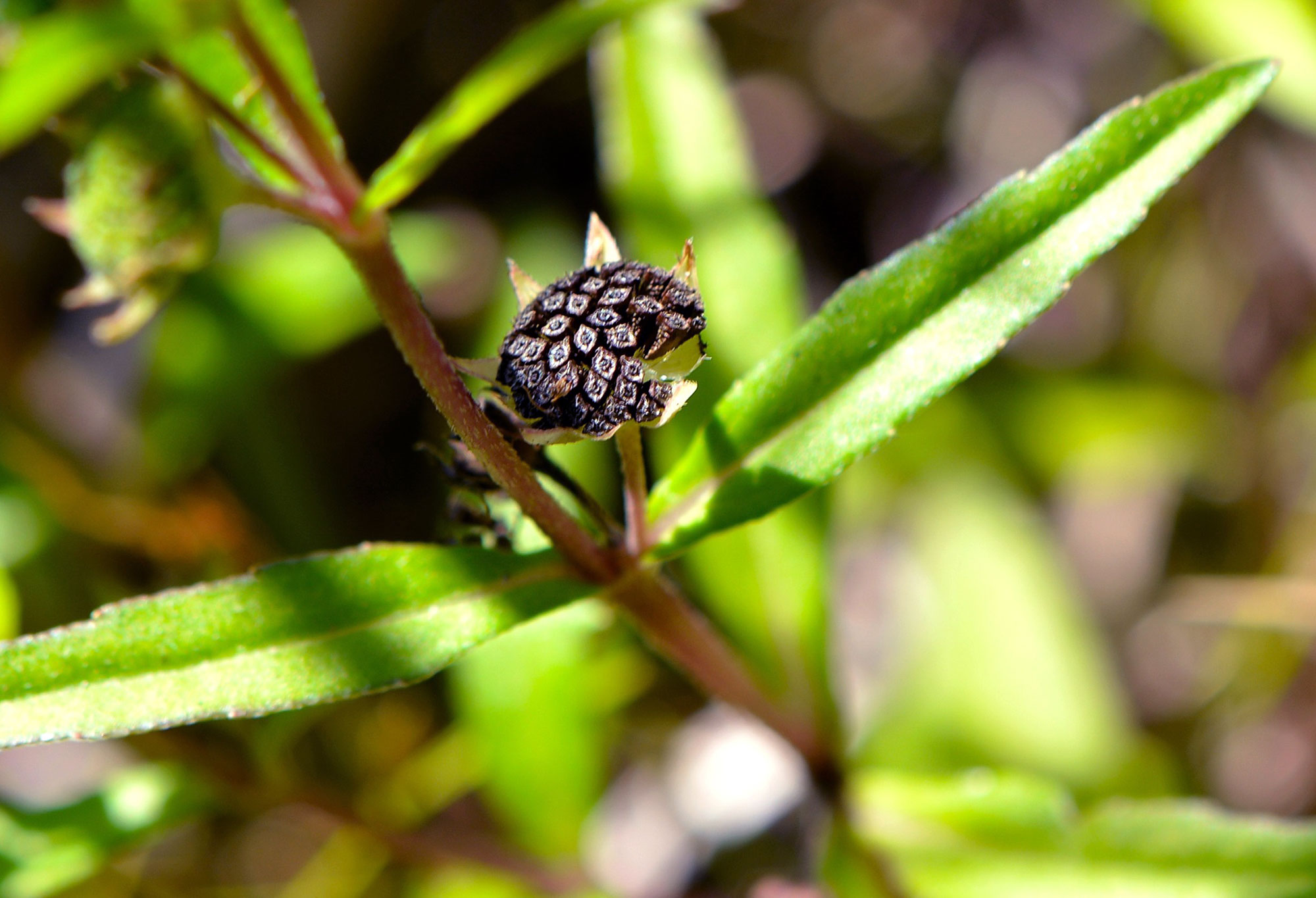 False Aster seed head