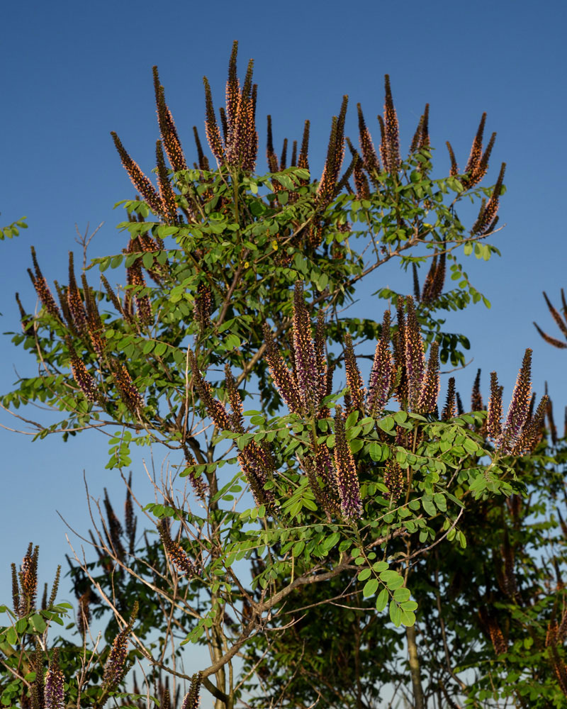 False Indigo close up of shrub