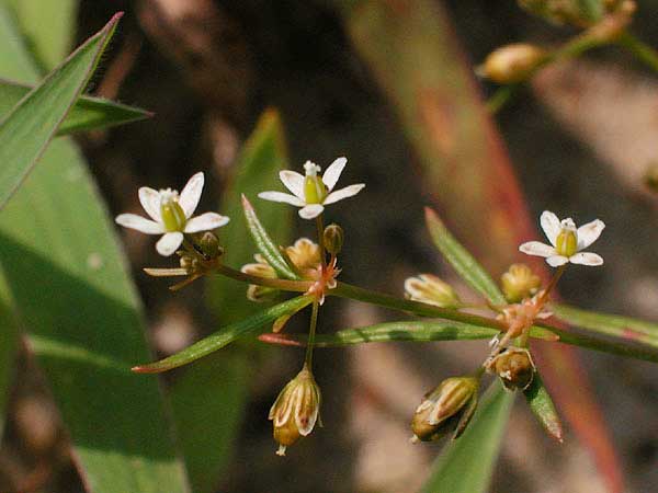 Carpetweed close up of flowers and seed capsules