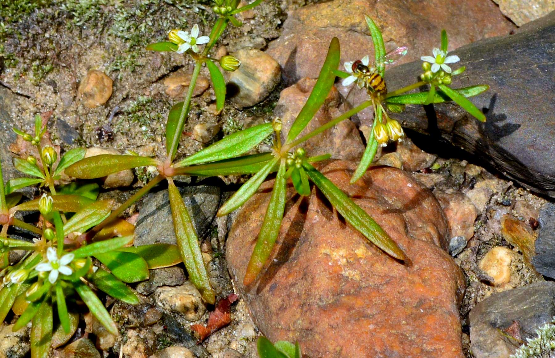 Carpetweed close-up