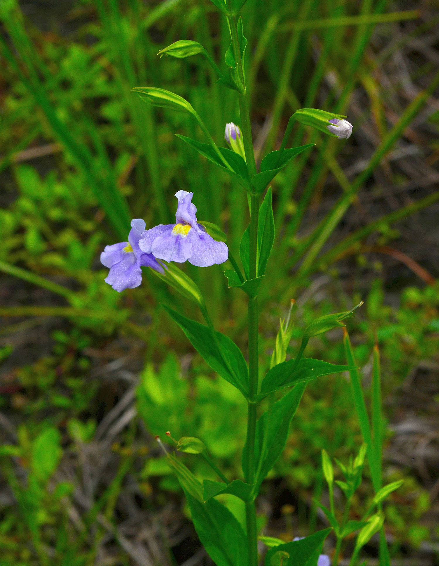 Monkey Flower plant