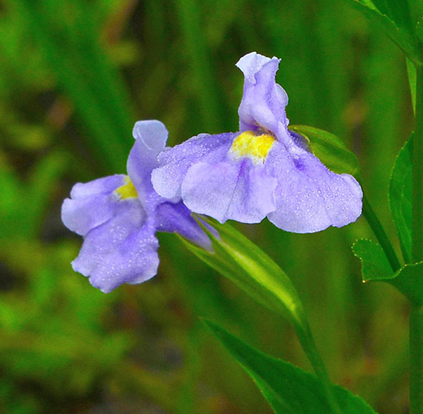 Monkey Flower close-up