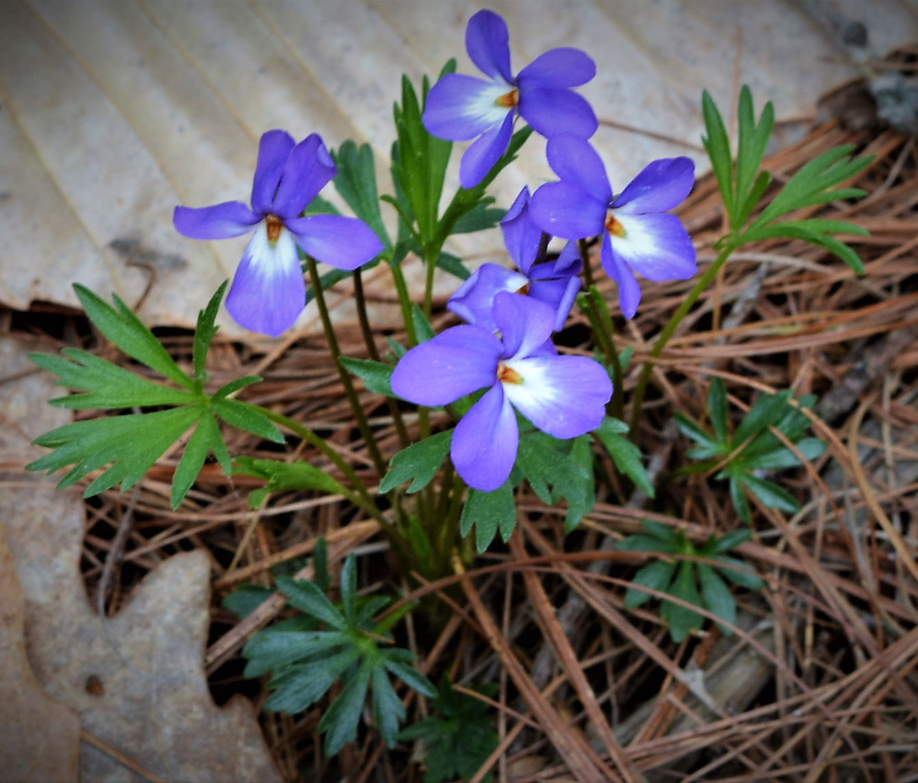 Birdfoot Violet flowers