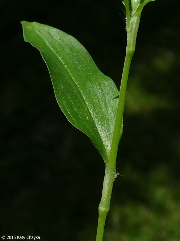 leaf