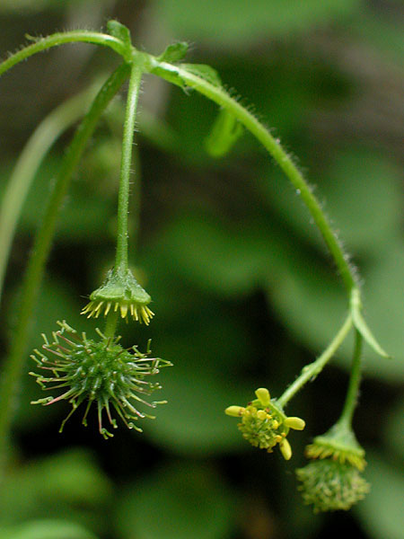 Spring Avens flower stalk
