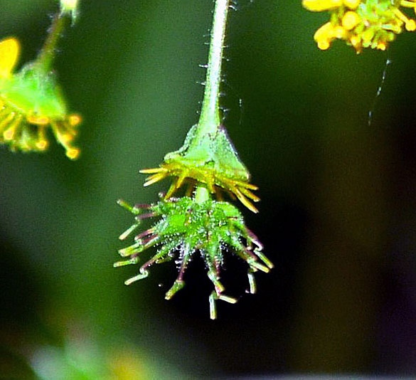 Sprong Avens -- close up of stipe