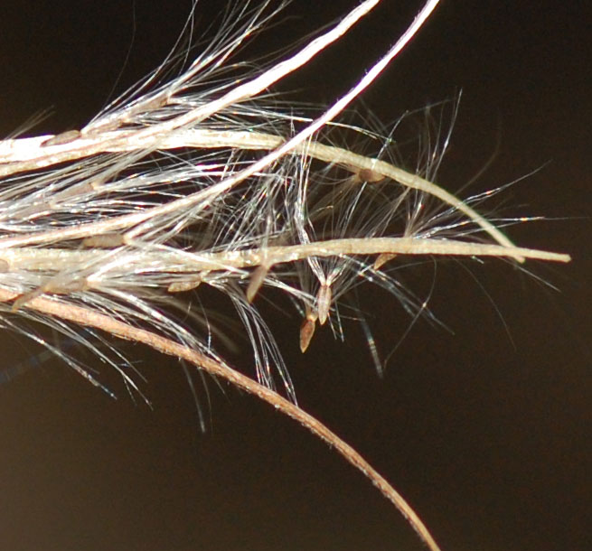 Epilobium coloratum coma
