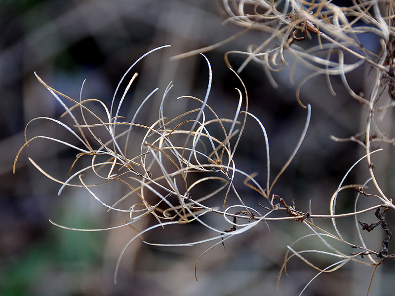 Purple Leaved Willow Herb dried seed head