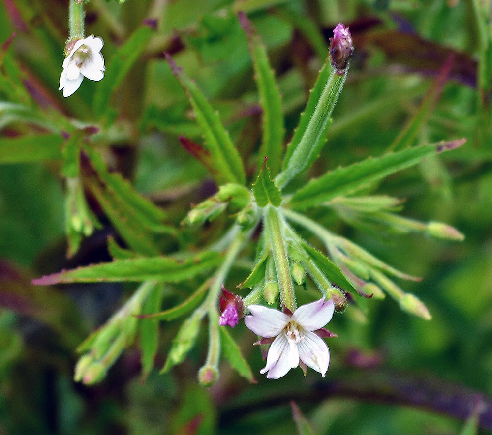 Purple Leaved Willow Herb
