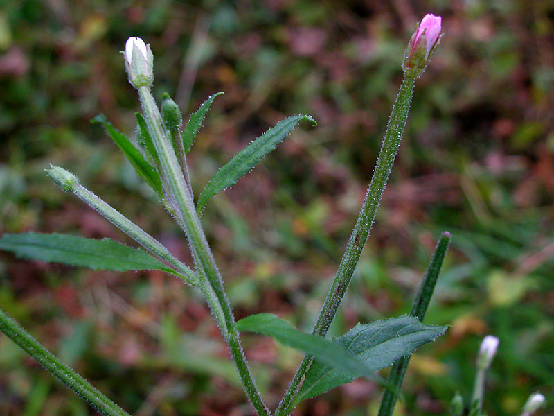 Purple Leaved Willow Herb plant