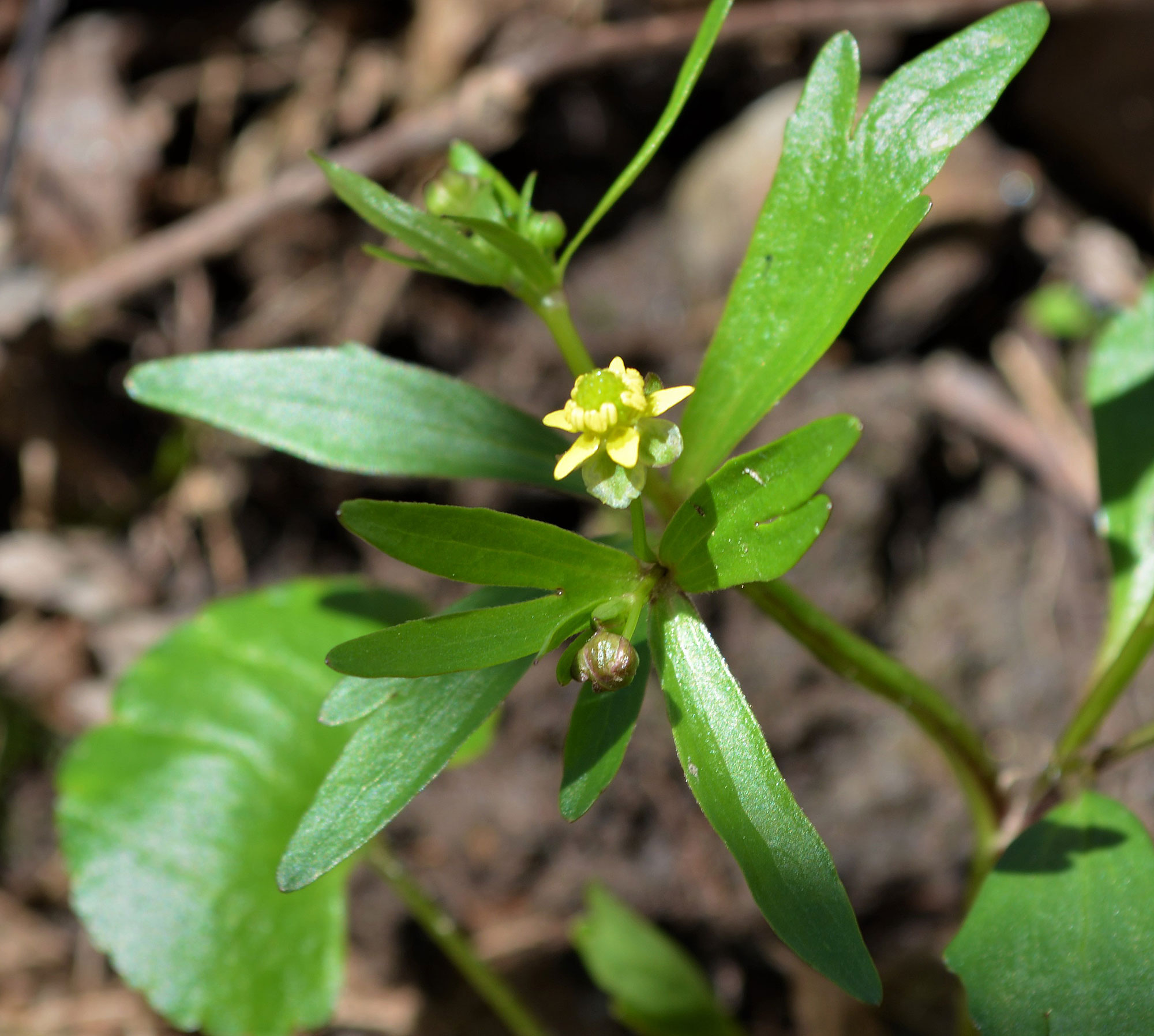 Kidney-leaved Buttercup--flower head