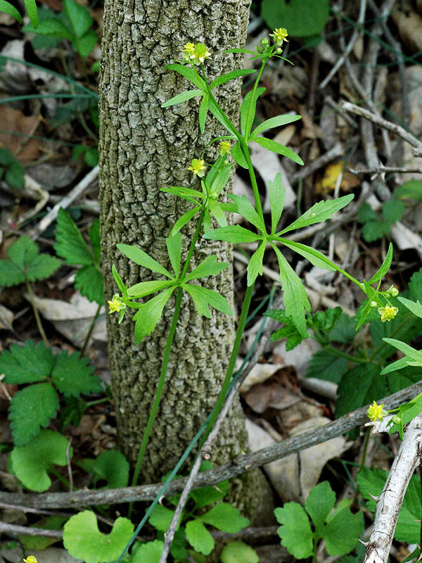 Kidney-leaved Buttercup-- basal leaves