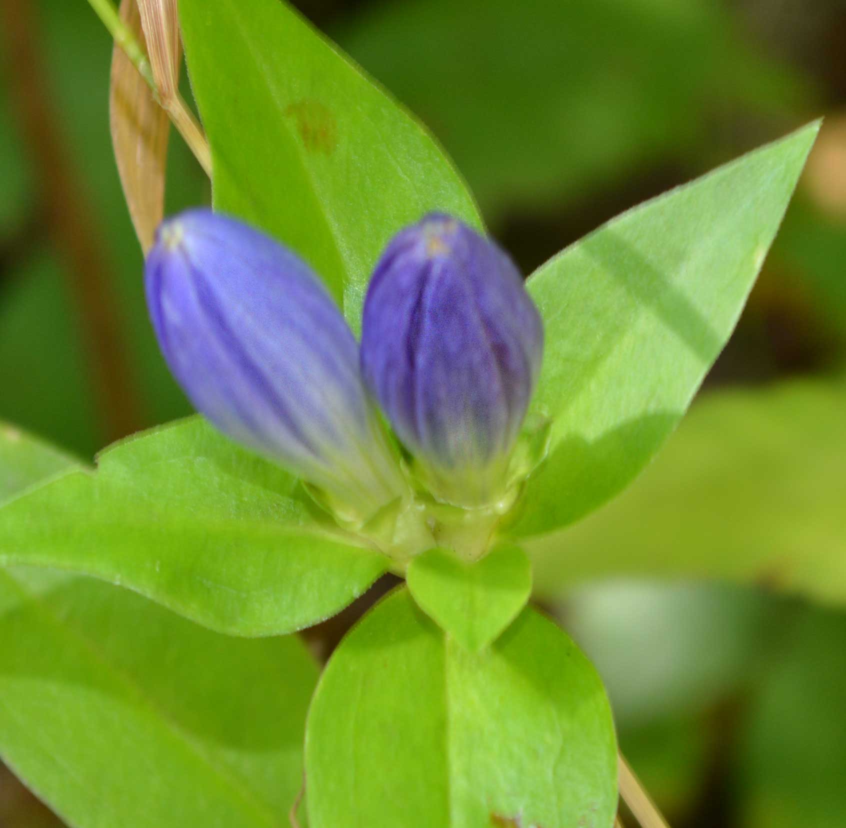 Bottle Gentian --close up of flowers