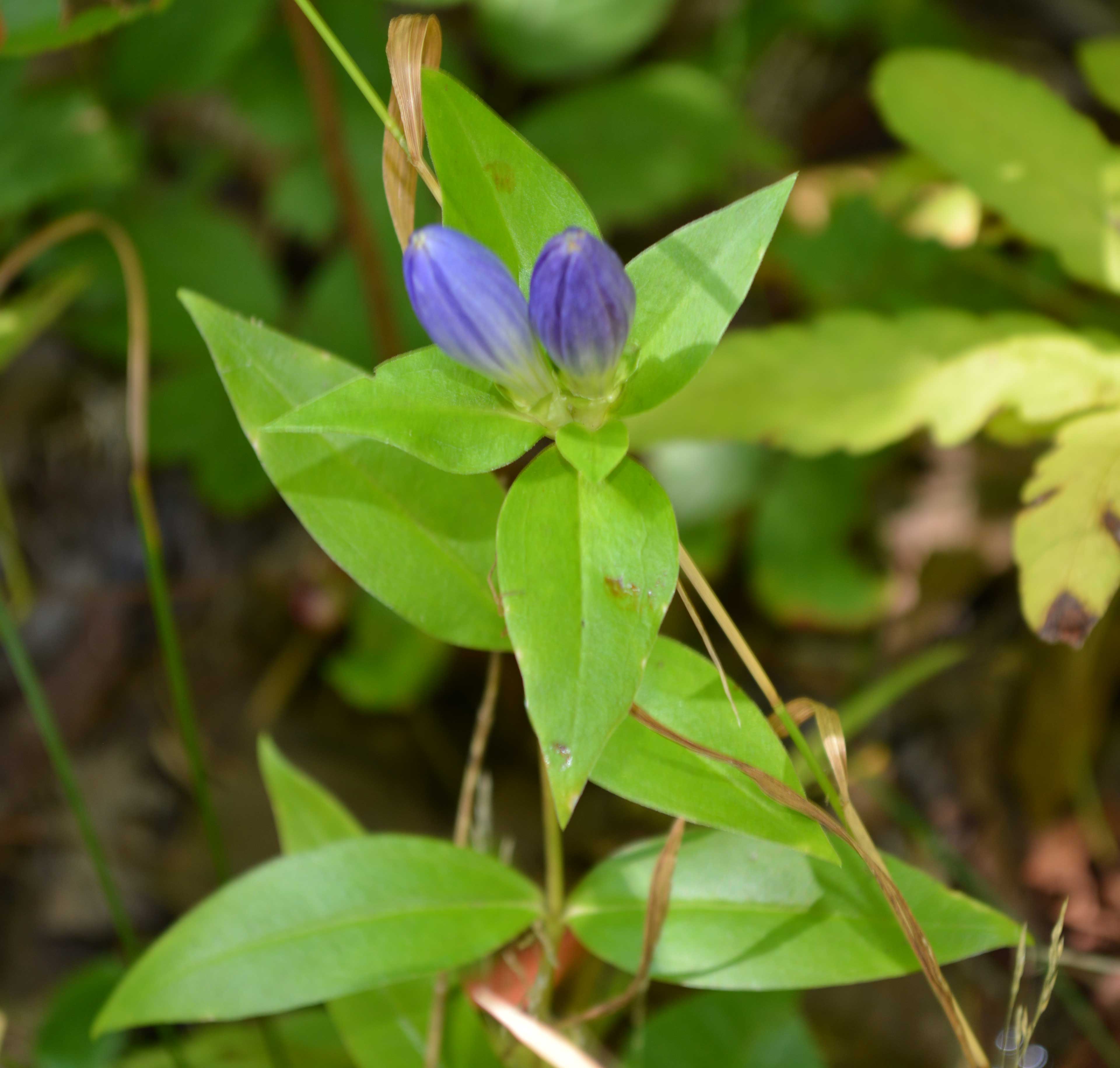 Bottle Gentian terminal flower cluster