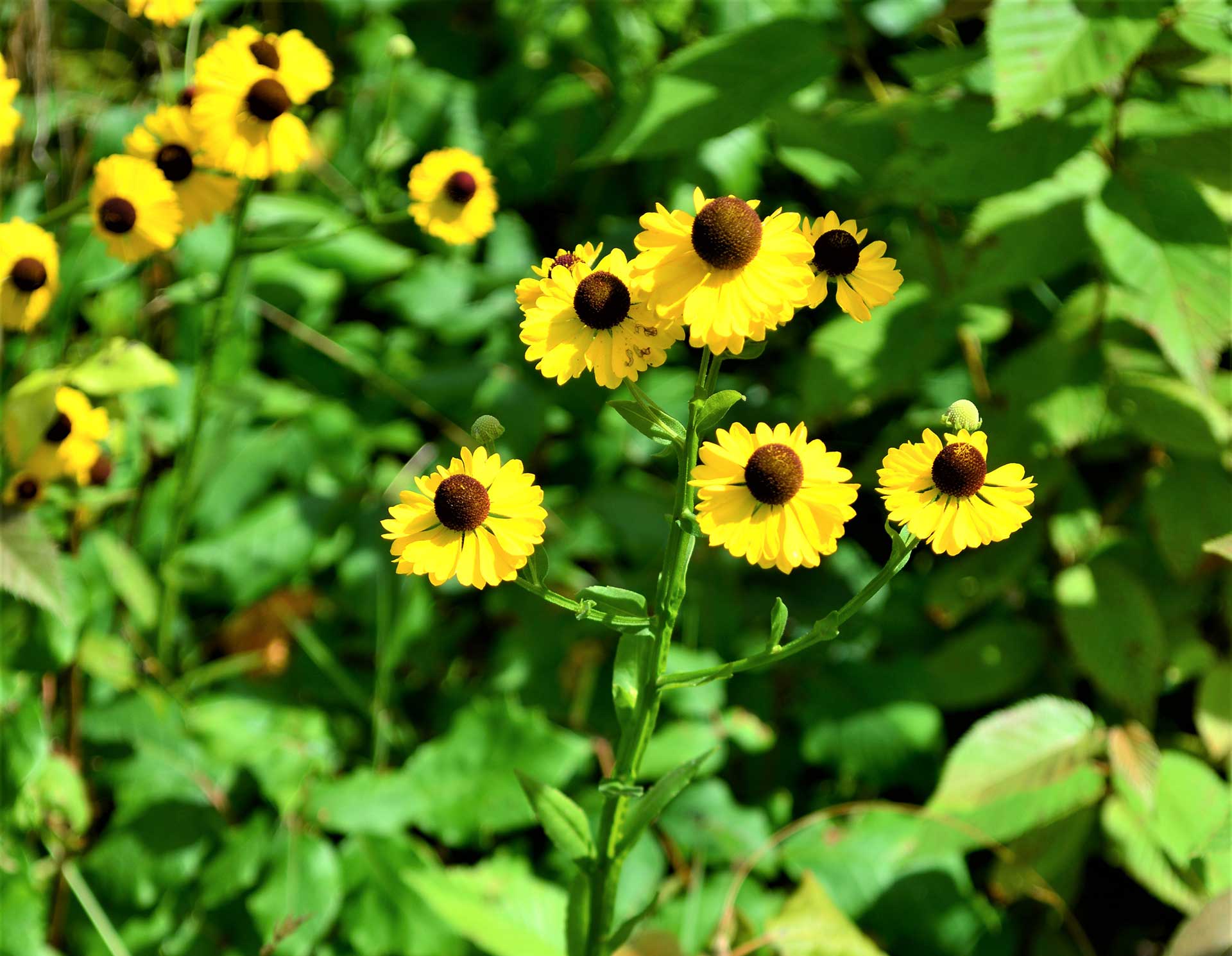 Purple-headed Sneezeweed flowers