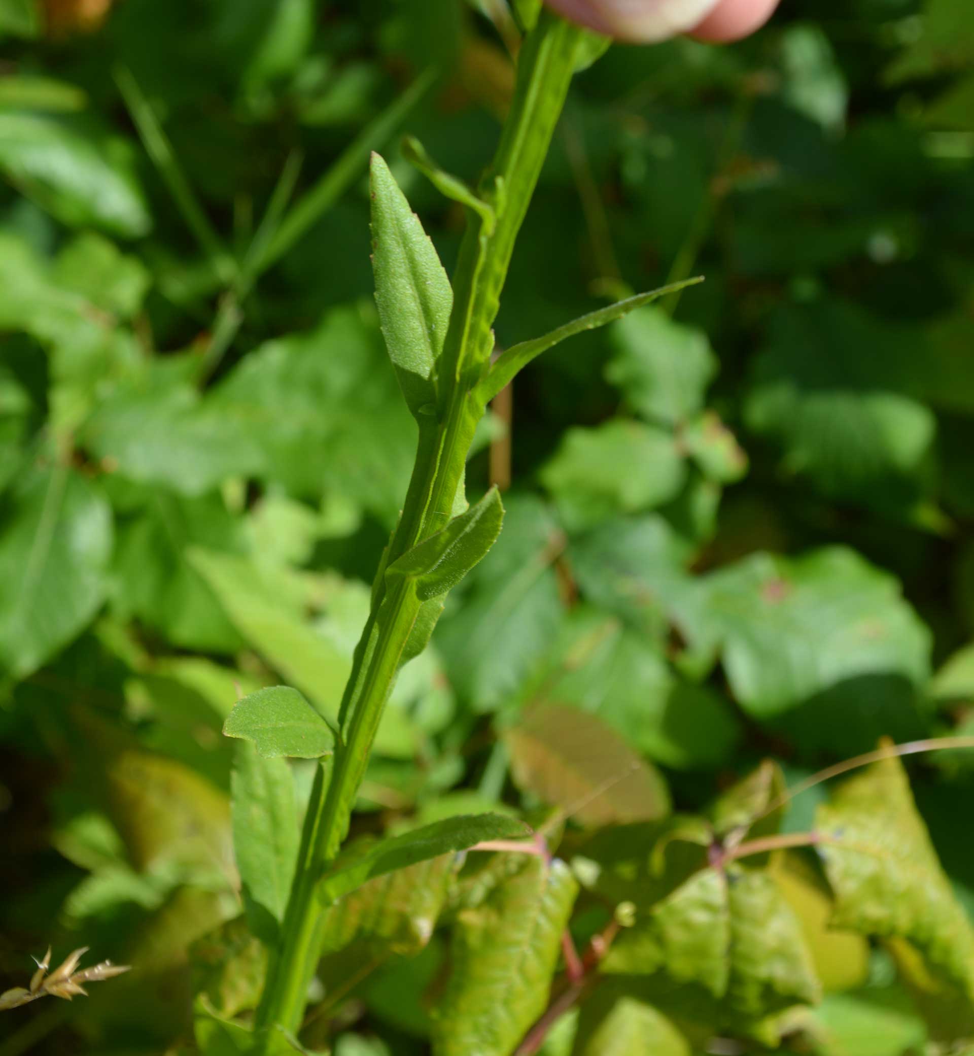 Purple-headed Sneezeweed stem