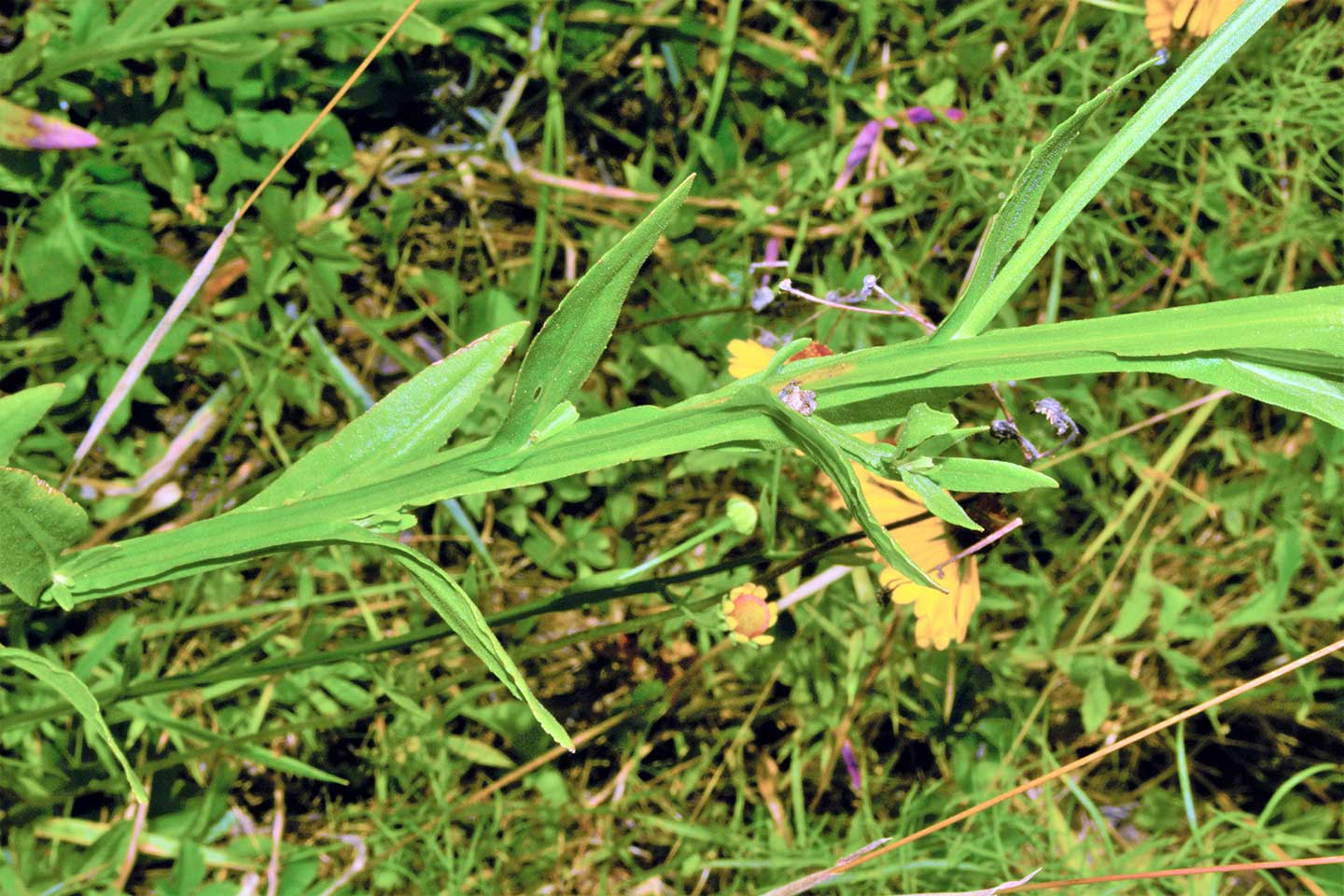 Purple-headed Sneezeweed wings