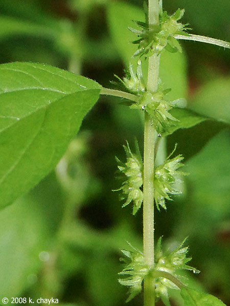 Pellitory flowers