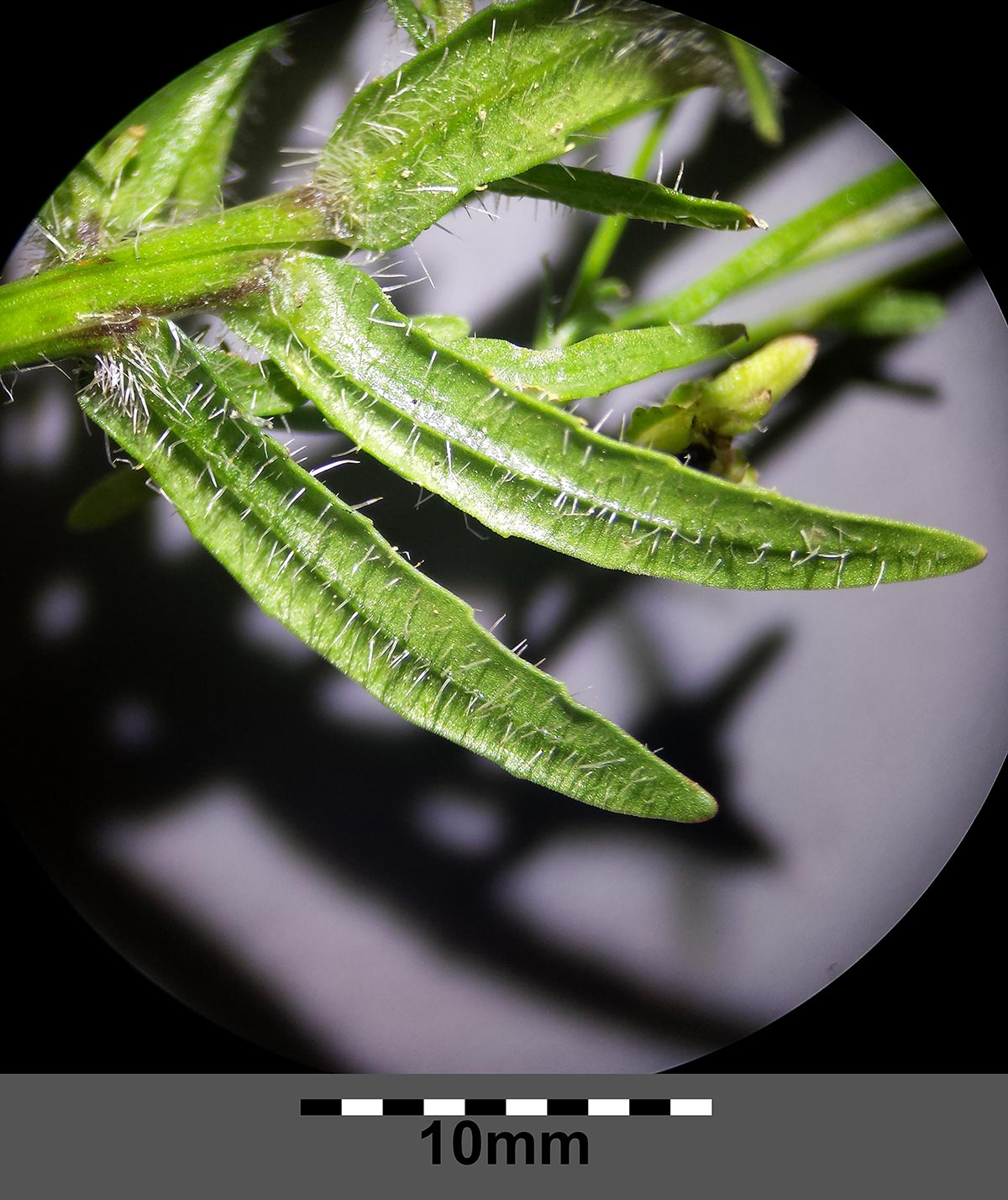 Sheep's-bit underside of leaf