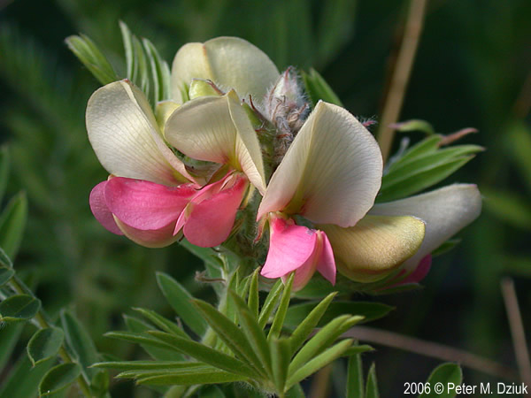 Goat’s-rue flowers