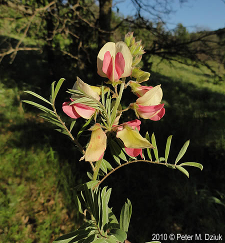 Goat’s-rue  flower head