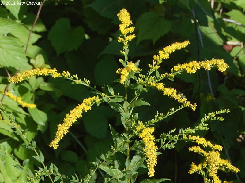 Elm-leaved Goldenrod flower stalk