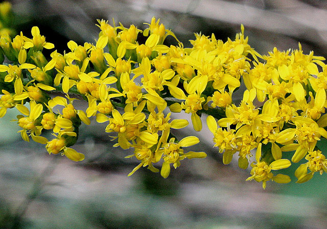 Elm-leaved Goldenrod flowers